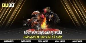 Chuyên Mục Đá Gà Du88 – Trực Tiếp Sinh Động & Tỷ Lệ Hấp Dẫn